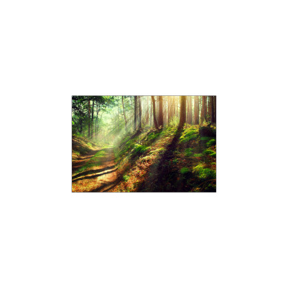 Fototapeta Las Natura