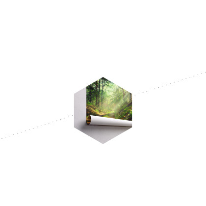 Fototapeta Las Natura