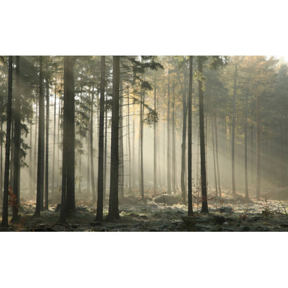 Fototapeta Las Drzewa Mgła
