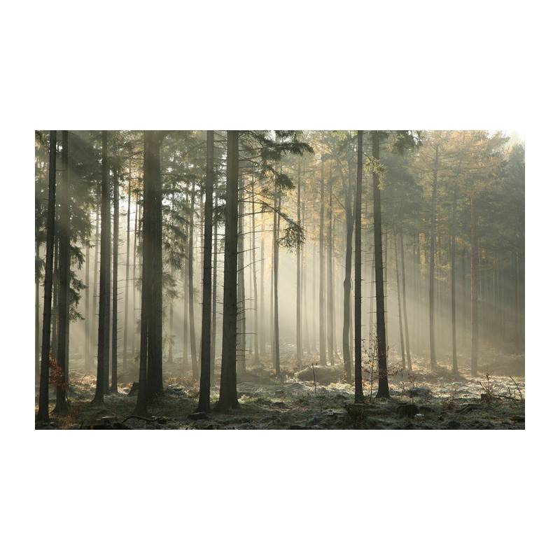 Fototapeta Las Drzewa Mgła