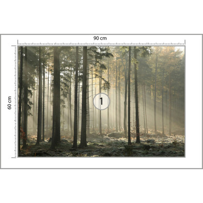 Fototapeta Las Drzewa Mgła