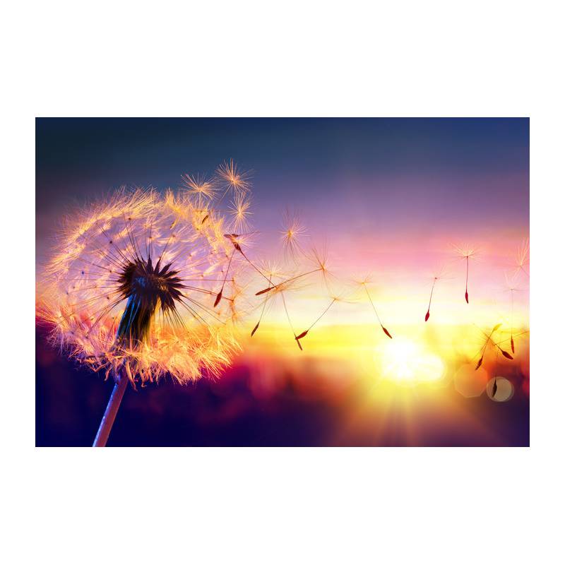 Fototapeta Optyczna Dmuchawiec