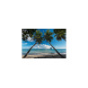 Fototapeta Plaża Ocean Palmy