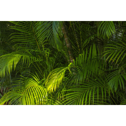 Fototapeta Liście Palmowe