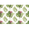 Fototapeta Liście Monstera