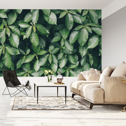 Fototapeta Liście Natura