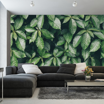 Fototapeta Liście Natura