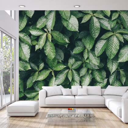Fototapeta Liście Natura