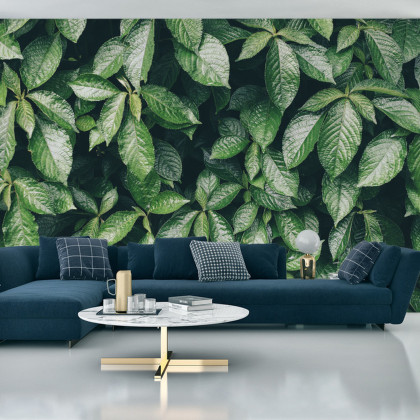 Fototapeta Liście Natura
