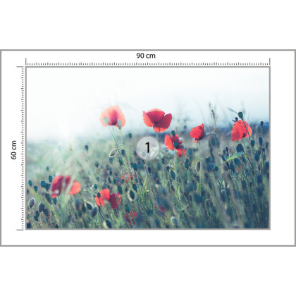 Fototapeta Pole Maków