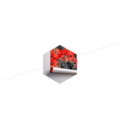 Fototapeta Maki Kwiaty
