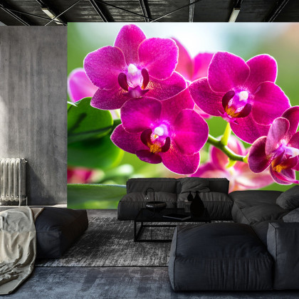 Fototapeta Storczyki Natura