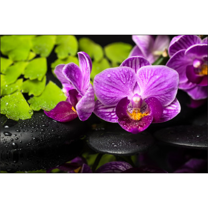 Fototapeta Orchidea Spa