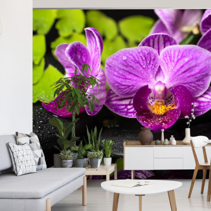 Fototapeta Orchidea Spa