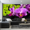 Fototapeta Orchidea Spa