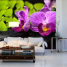 Fototapeta Orchidea Spa