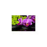 Fototapeta Orchidea Spa