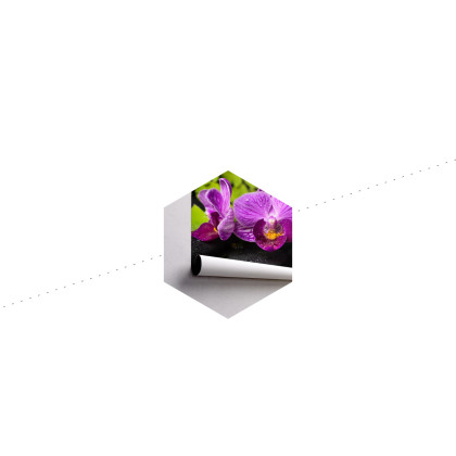 Fototapeta Orchidea Spa