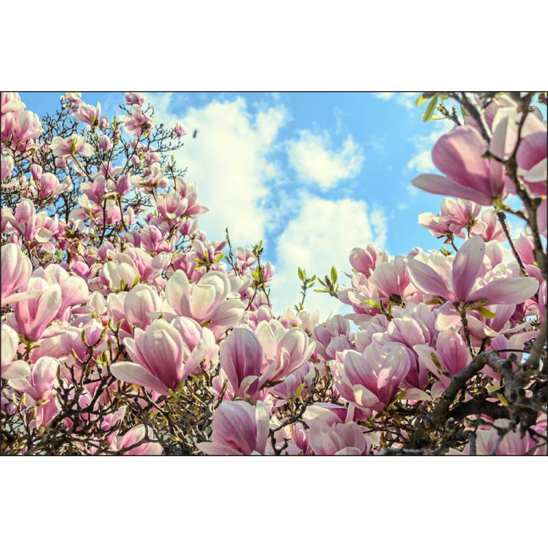 Fototapeta Kolorowa Kwitnąca Magnolia