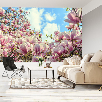 Fototapeta Kolorowa Kwitnąca Magnolia
