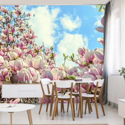 Fototapeta Kolorowa Kwitnąca Magnolia