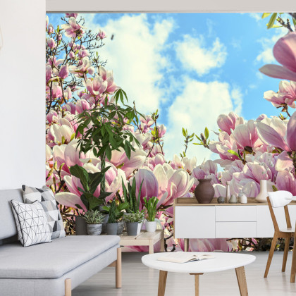 Fototapeta Kolorowa Kwitnąca Magnolia
