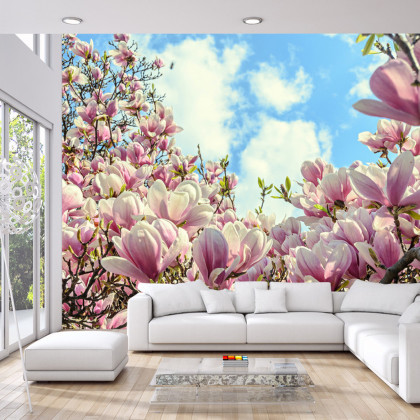 Fototapeta Kolorowa Kwitnąca Magnolia