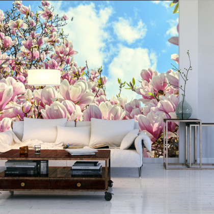 Fototapeta Kolorowa Kwitnąca Magnolia
