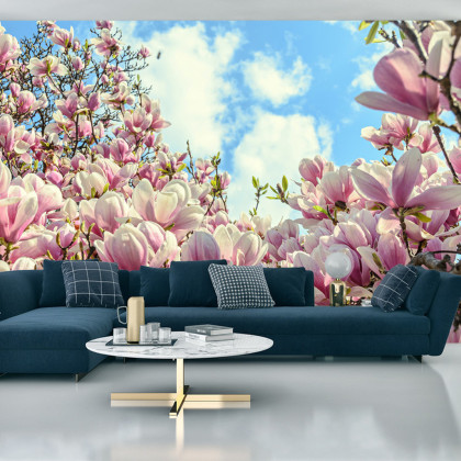 Fototapeta Kolorowa Kwitnąca Magnolia