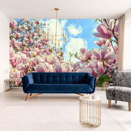 Fototapeta Kolorowa Kwitnąca Magnolia