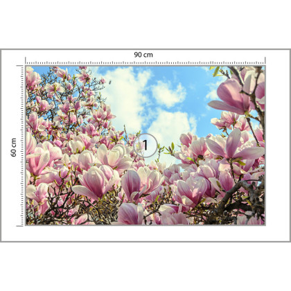 Fototapeta Kolorowa Kwitnąca Magnolia