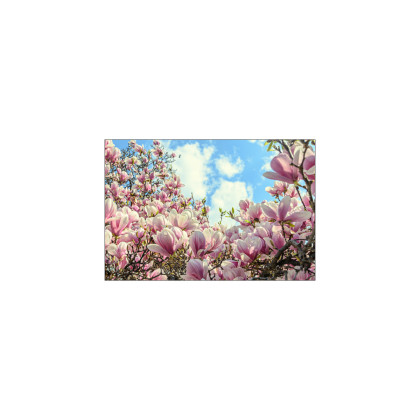 Fototapeta Kolorowa Kwitnąca Magnolia