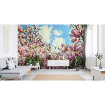 Fototapeta Kolorowa Kwitnąca Magnolia
