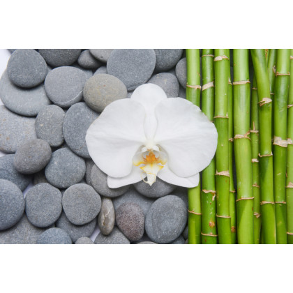 Fototapeta Bambusy Z Kamieniami I Orchideą