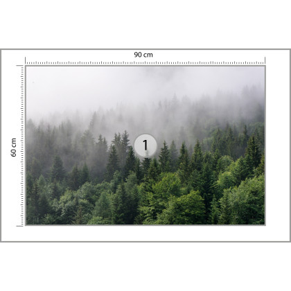 Fototapeta Drzewa We Mgle