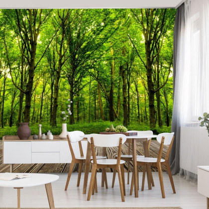 Fototapeta Wejdź Do Ciemnozielonego Lasu