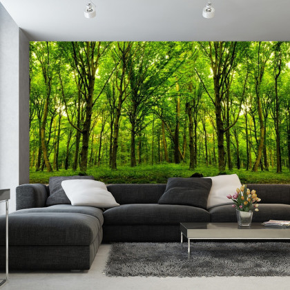 Fototapeta Wejdź Do Ciemnozielonego Lasu