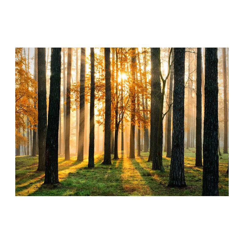 Fototapeta Lasowy Wschód Słońca