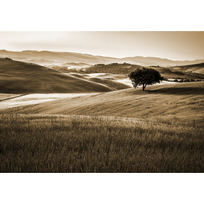 Fototapeta Rolling Hills W Sepii