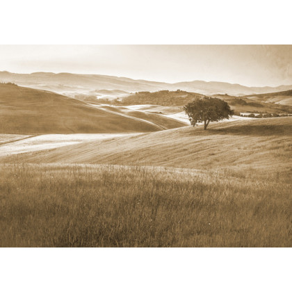 Fototapeta Rolling Hills Wyblakły Rocznik W Sepii
