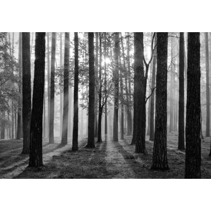 Fototapeta Wschód Słońca W Czerni I Bieli