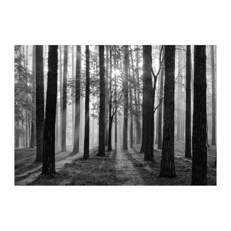 Fototapeta Wschód Słońca W Czerni I Bieli