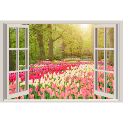 Fototapeta Window With Beautiful Spring Tulips Flowers Garden In Netherlands.
