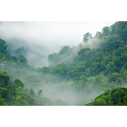 Fototapeta Rainforest Morning Fog