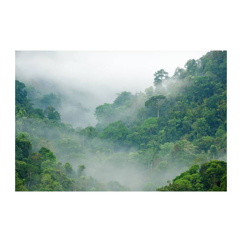 Fototapeta Rainforest Morning Fog