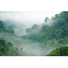 Fototapeta Rainforest Morning Fog