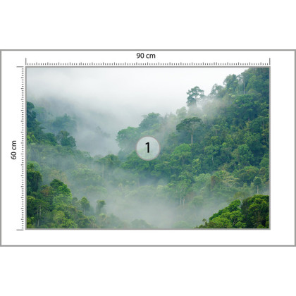 Fototapeta Rainforest Morning Fog
