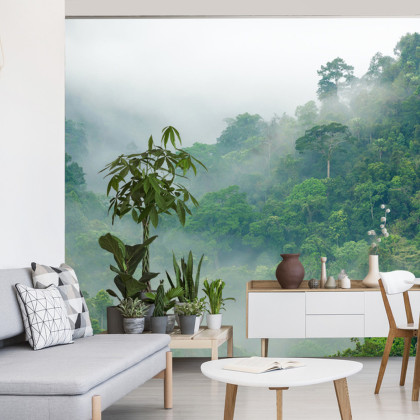 Fototapeta Rainforest Morning Fog