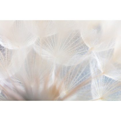 Fototapeta Abstract Dandeli. Seed Macro Closeup. Soft Focus