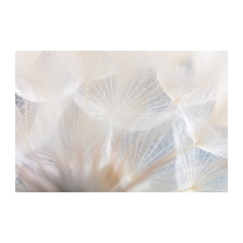 Fototapeta Abstract Dandeli. Seed Macro Closeup. Soft Focus